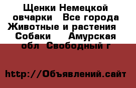 Щенки Немецкой овчарки - Все города Животные и растения » Собаки   . Амурская обл.,Свободный г.